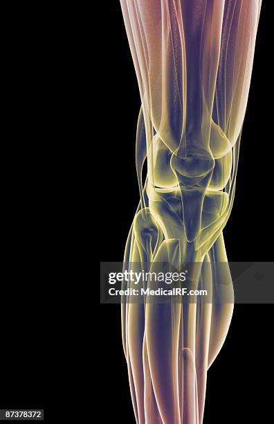 ilustrações de stock, clip art, desenhos animados e ícones de the muscles of the knee - vastus lateralis