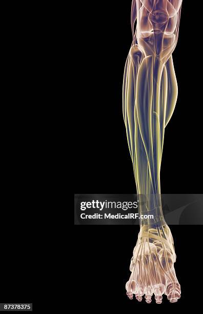 ilustrações, clipart, desenhos animados e ícones de the muscles of the leg - fibularis longus muscle