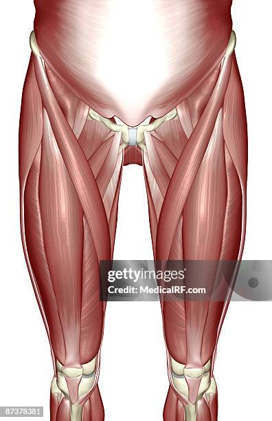 ilustrações de stock, clip art, desenhos animados e ícones de the muscles of the lower limb - vastus lateralis