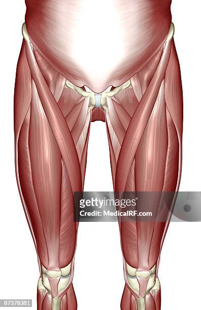the muscles of the lower limb - hip body part stock illustrations