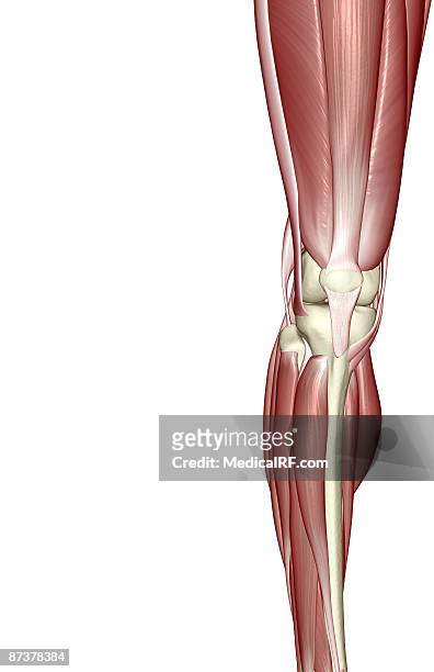 stockillustraties, clipart, cartoons en iconen met the muscles of the knee - tibialis anterior muscle