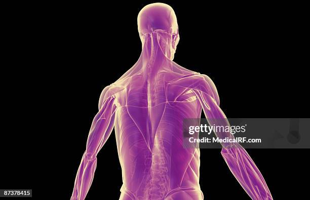 the muscles of the upper body - infraspinatus stock illustrations