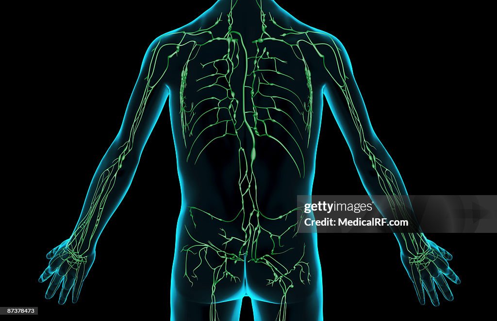 The lymph supply of the trunk