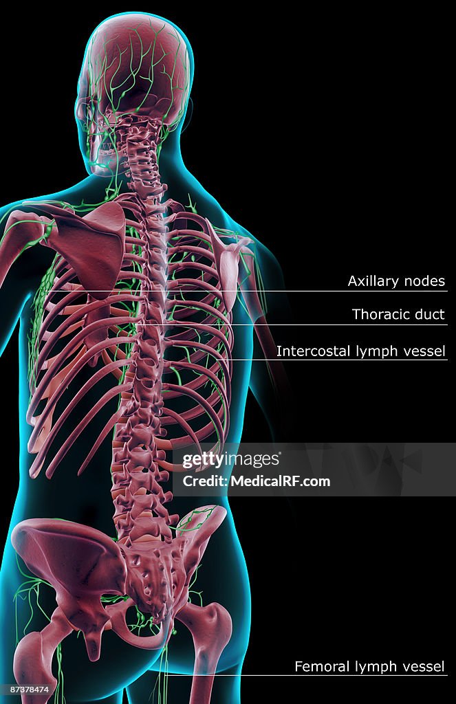 The lymph supply of the upper body