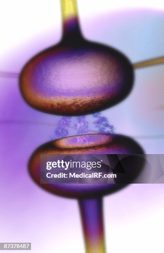 Synapse Synapse