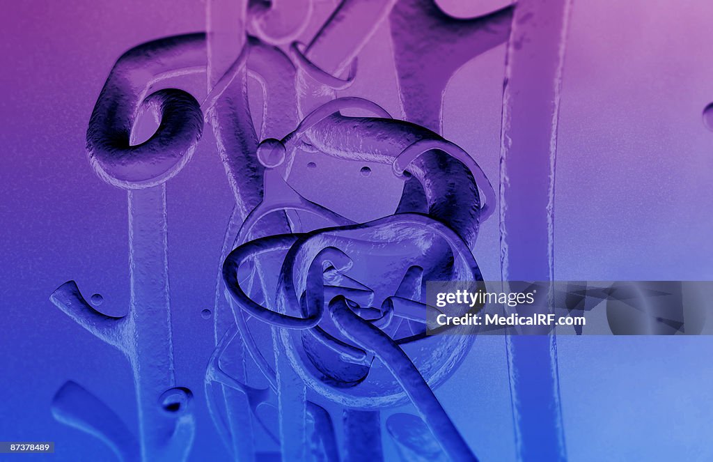 Glomerulus