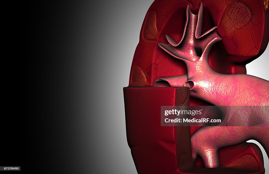 Kidney structure