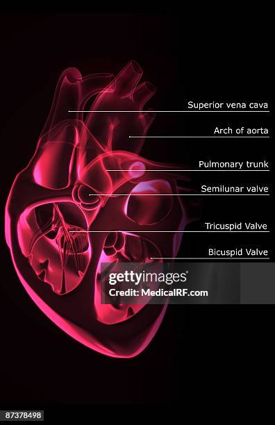 sectional anatomy of the heart. - papillary muscle stock illustrations