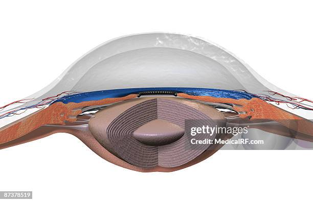 sectional anatomy of the eye - eye cornea stock illustrations