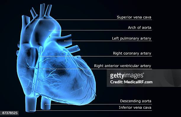 the coronary vessels of the heart - pulmonary artery stock illustrations