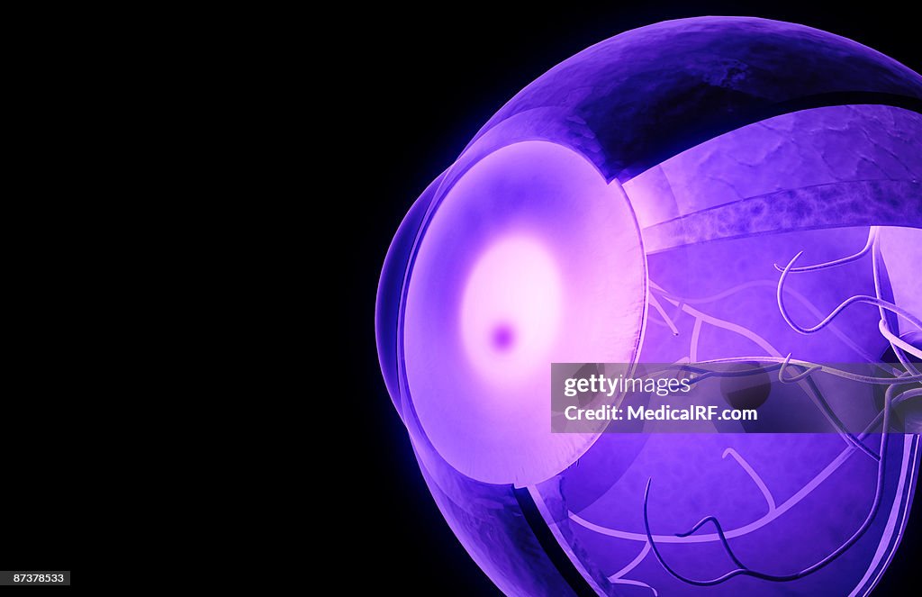 Structure of the eye