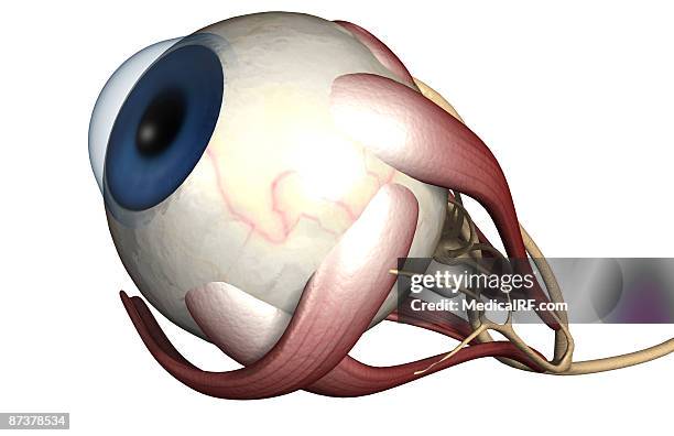 Lateral Rectus Muscle Photos and Premium High Res Pictures - Getty Images