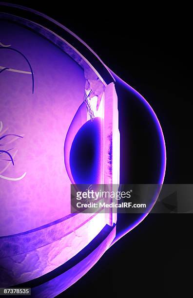structure of the eye - vitreous humour stock illustrations