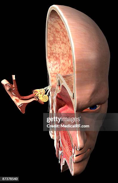 stockillustraties, clipart, cartoons en iconen met anatomy of the ear - internal auditory canal