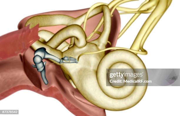 anatomy of the ear - internal auditory canal stock illustrations