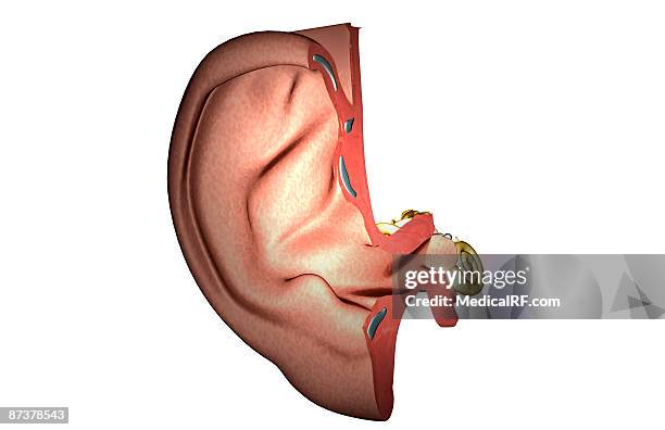 stockillustraties, clipart, cartoons en iconen met anatomy of the ear - internal auditory canal