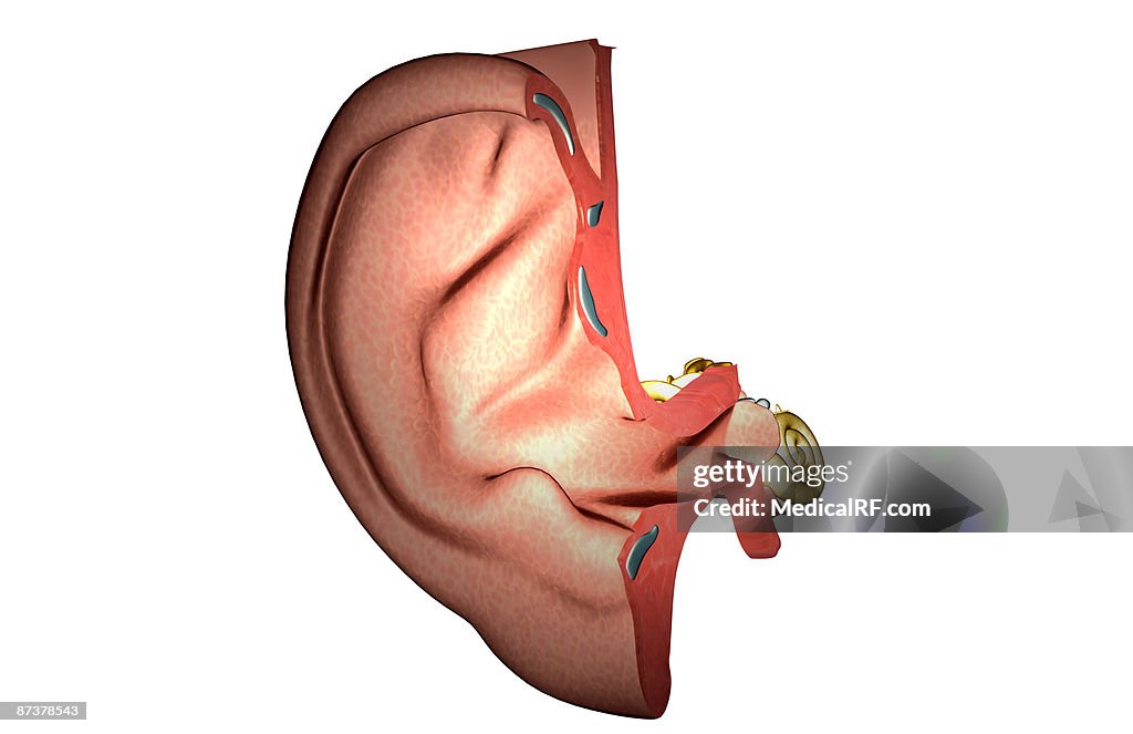 Anatomy of the ear