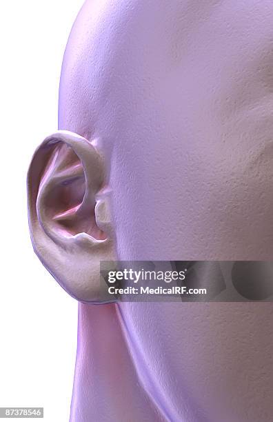ilustraciones, imágenes clip art, dibujos animados e iconos de stock de the ear - pabellón auricular
