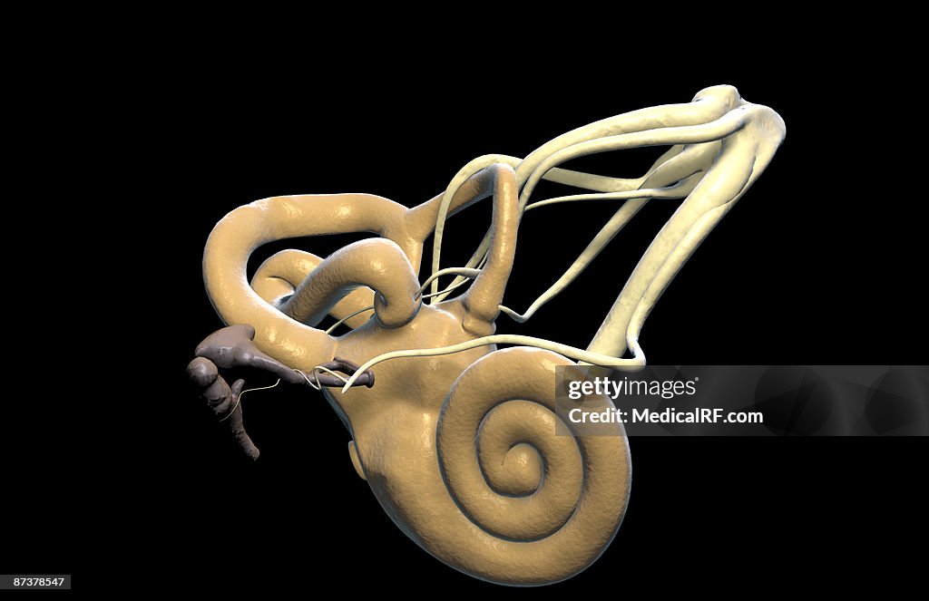 The inner ear