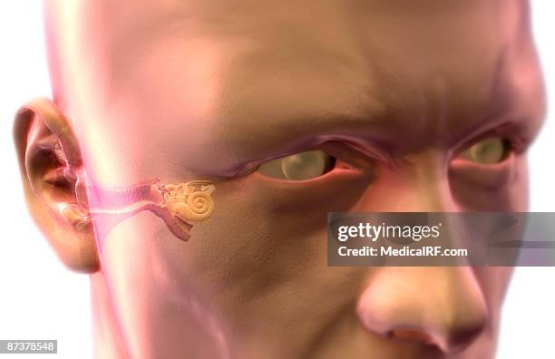 stockillustraties, clipart, cartoons en iconen met anatomy of the ear - internal auditory canal