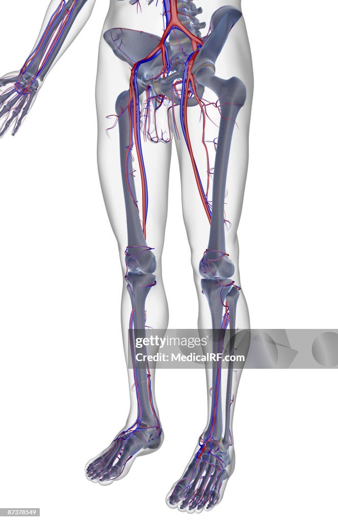 The blood supply of the lower body