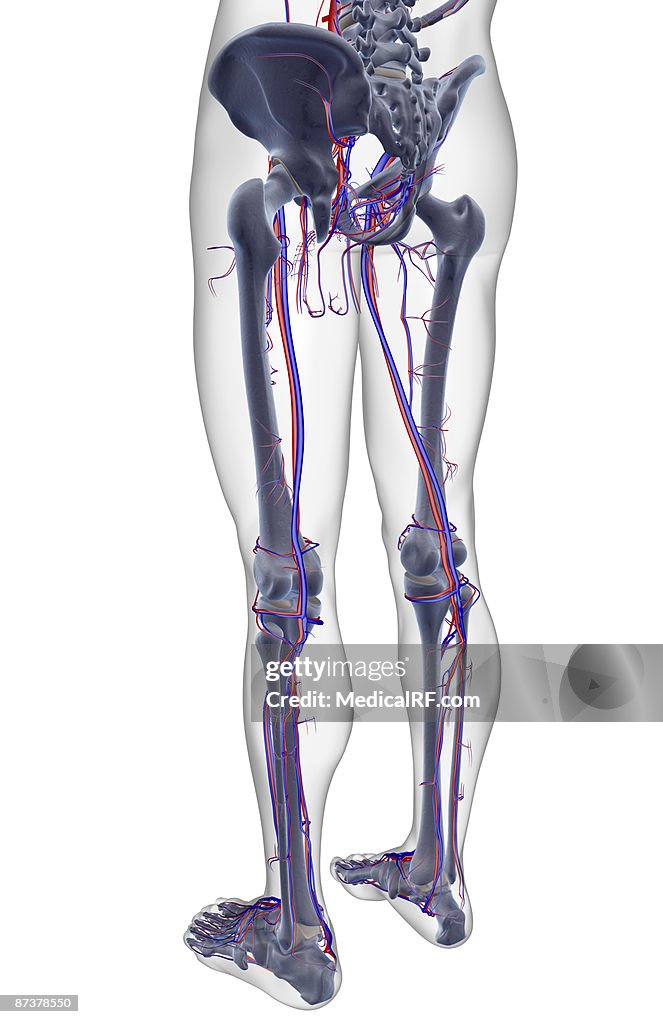 The blood supply of the lower body