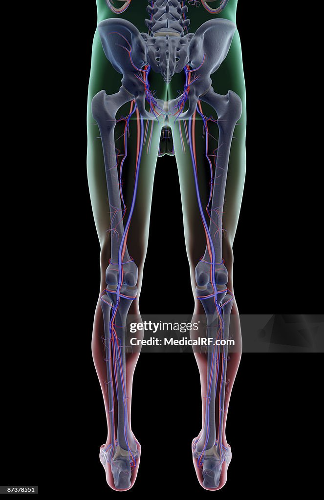 The blood supply of the lower body