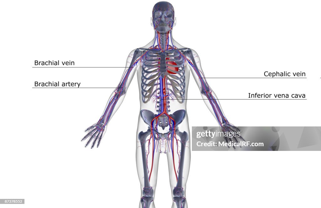 The blood supply of the upper body