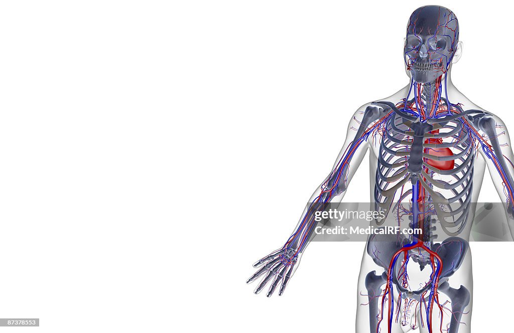The blood supply of the upper body