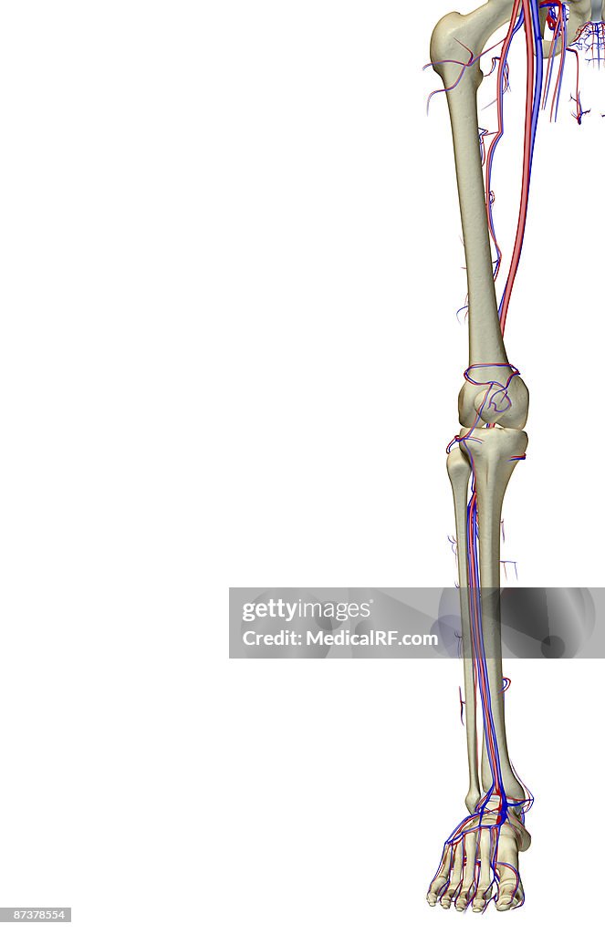 The blood supply of the lower limb