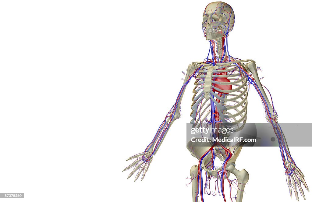 The blood supply of the upper body