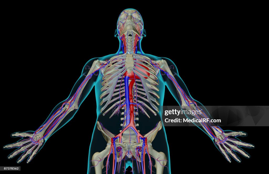 The blood supply of the upper body