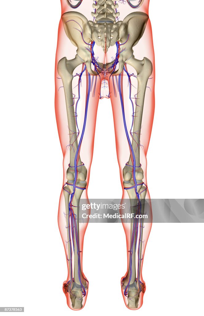 The blood supply of the lower body