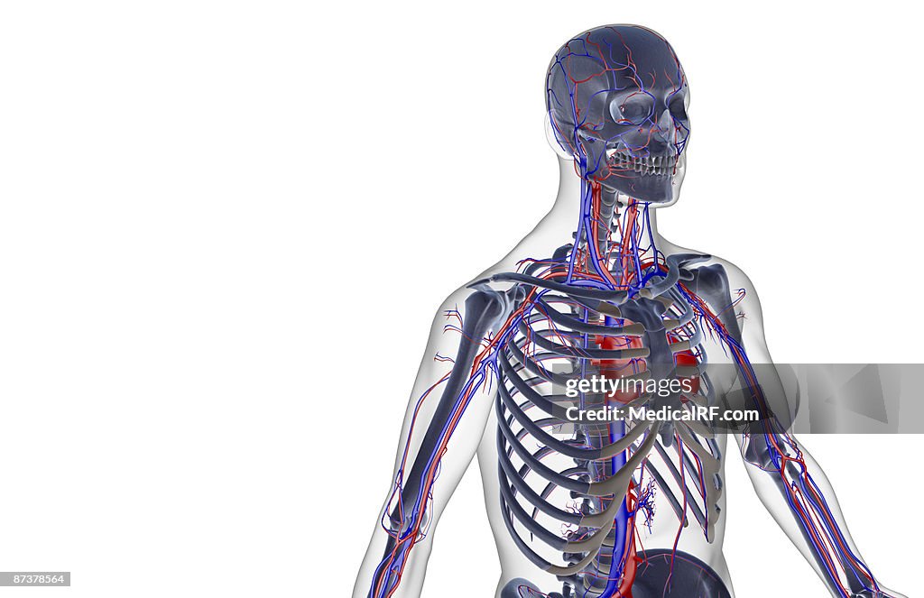 The blood supply of the upper body