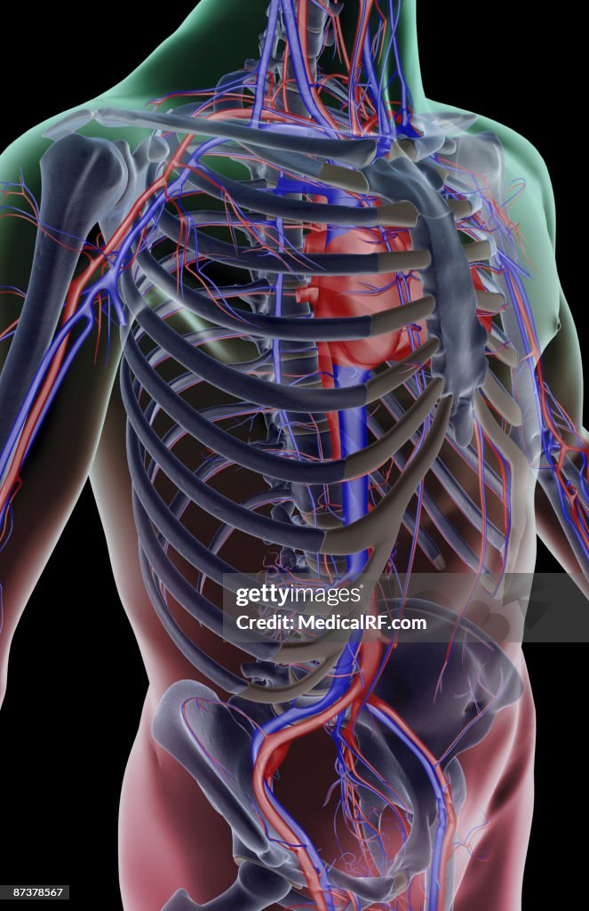 The blood supply of the trunk