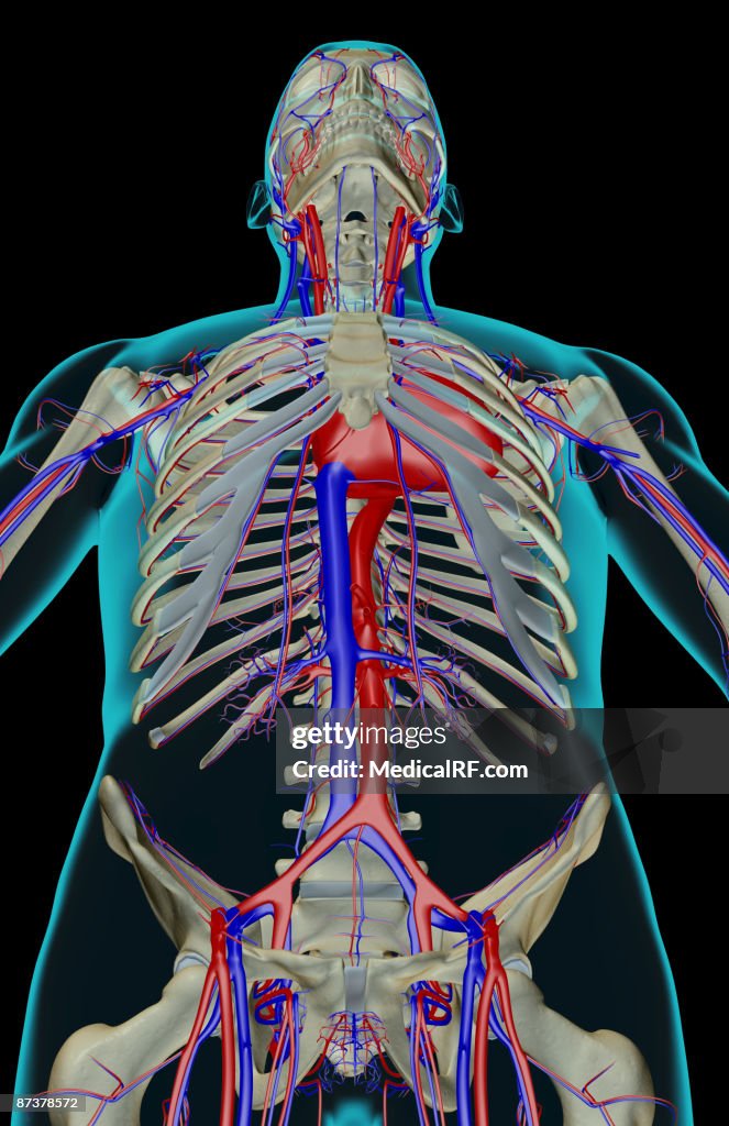 The blood supply of the upper body