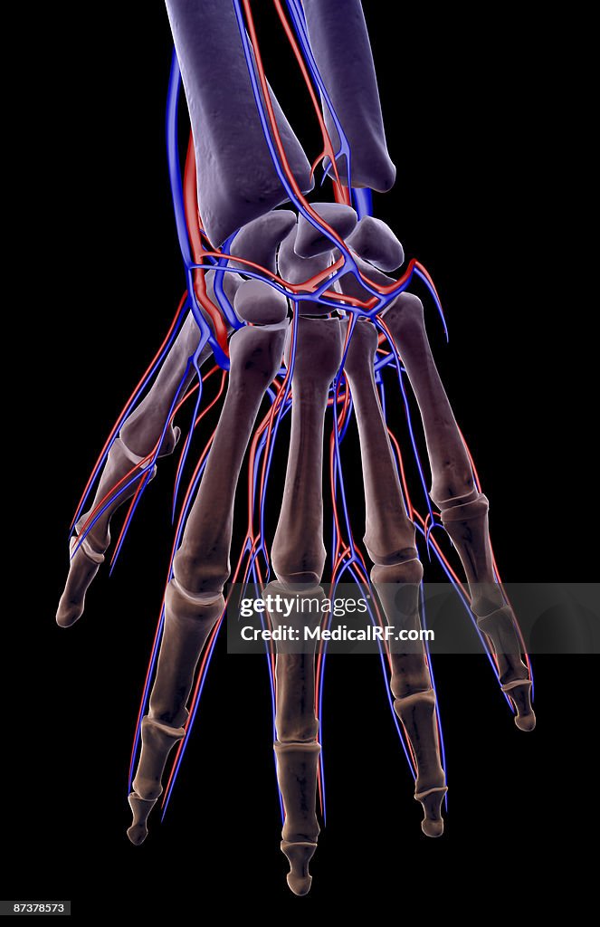 The blood supply of the hand