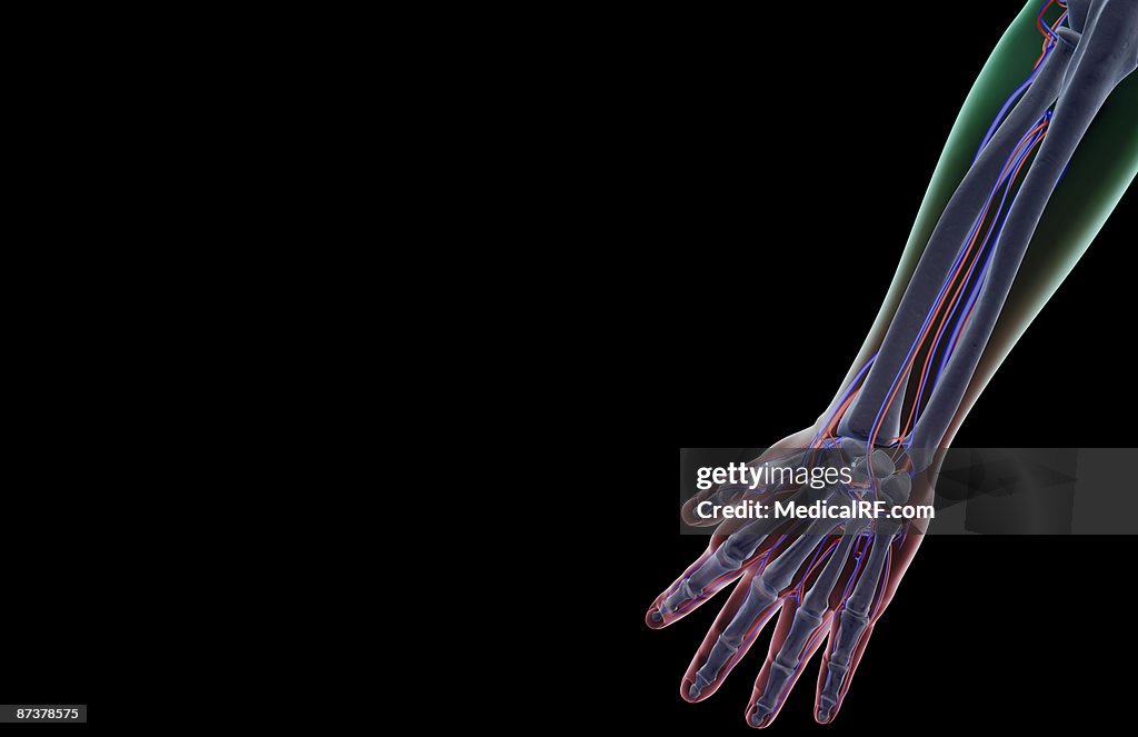 The blood supply of the forearm