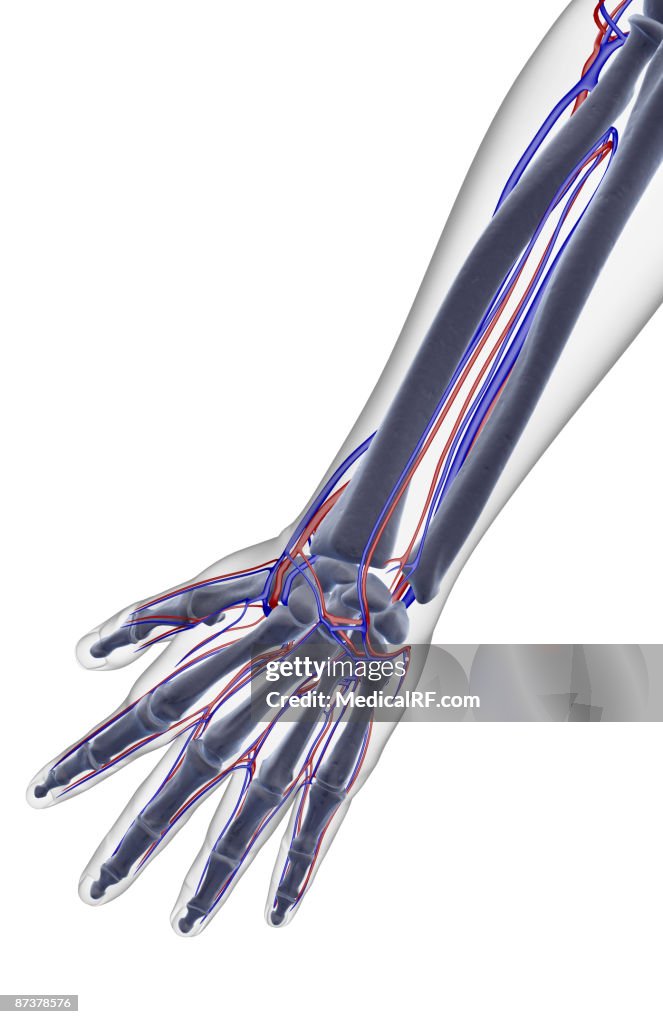 The blood supply of the forearm