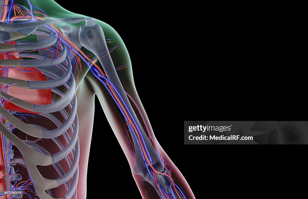 The blood supply of the shoulder and upper arm