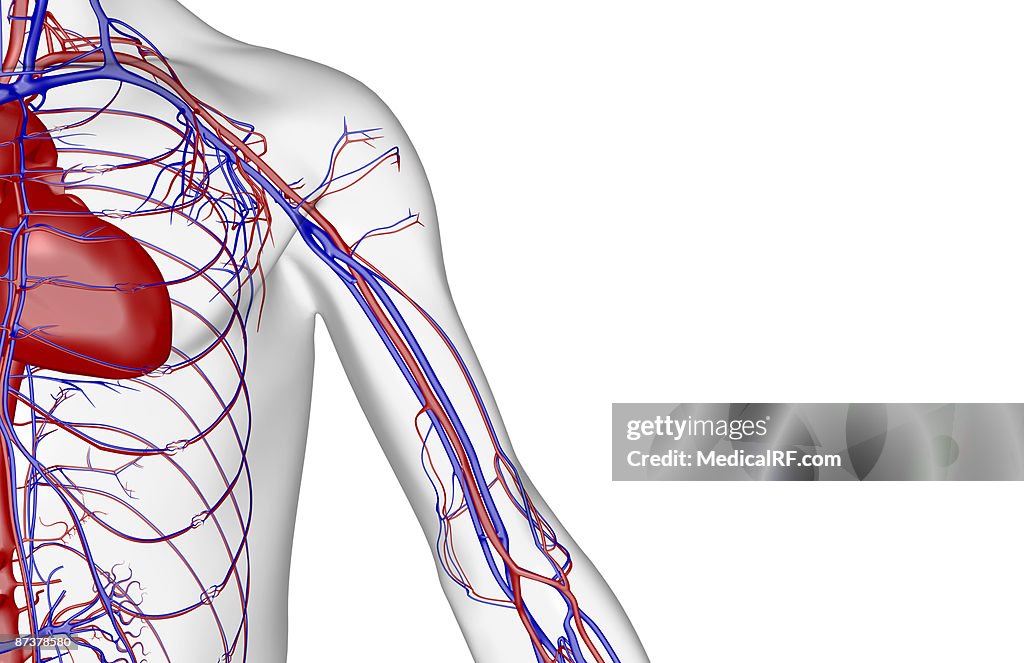 The blood supply of the shoulder and upper arm