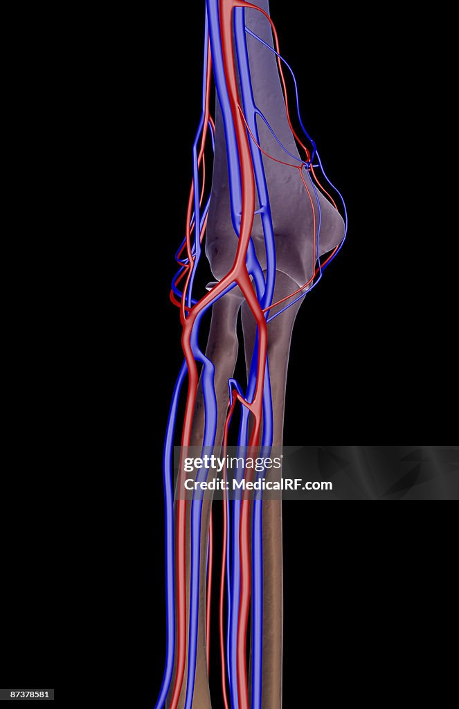 The blood supply of the elbow