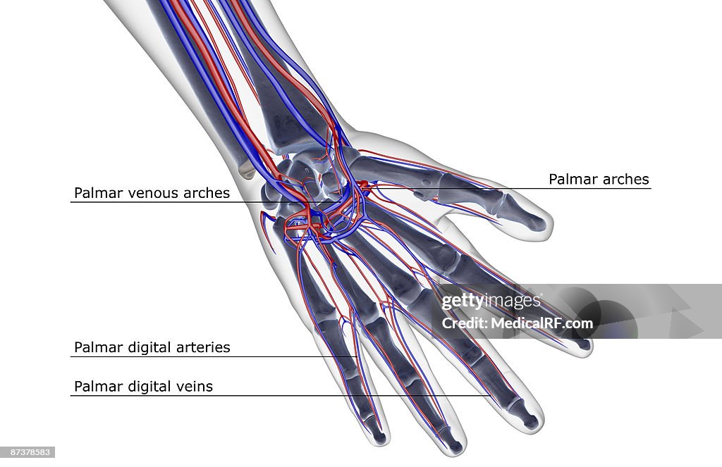 The blood supply of the hand