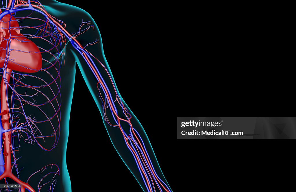 The blood supply of the upper limb