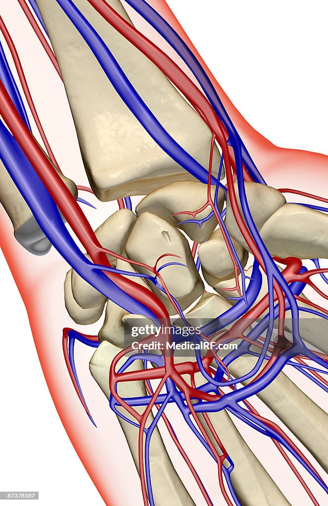 The blood supply of the wrist