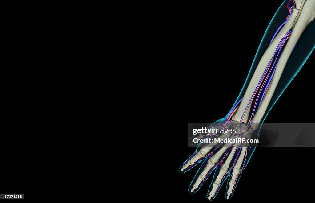 The blood supply of the forearm