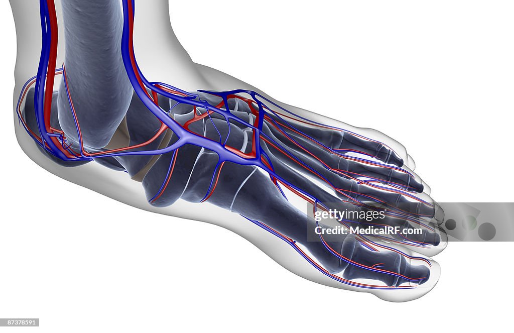 The blood supply of the foot