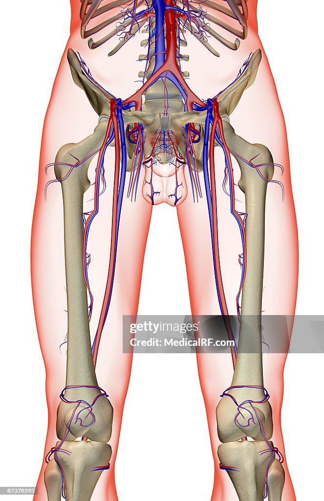 The blood supply of the lower limb