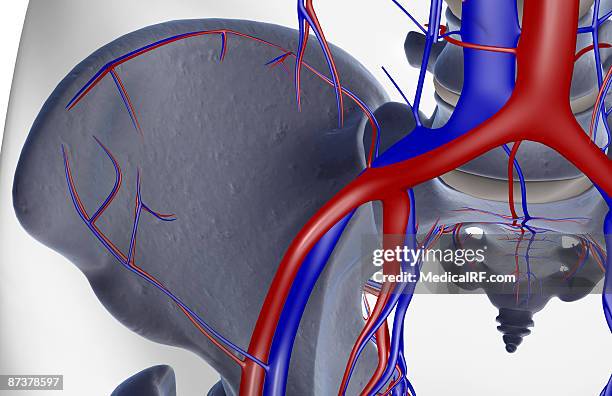 stockillustraties, clipart, cartoons en iconen met the blood supply of the hip - external iliac vein
