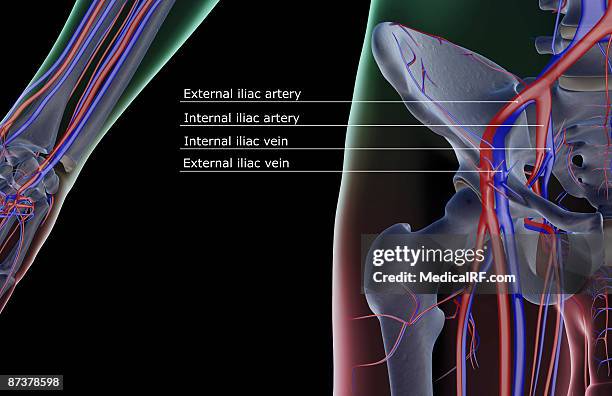stockillustraties, clipart, cartoons en iconen met the blood supply of the hip - external iliac vein